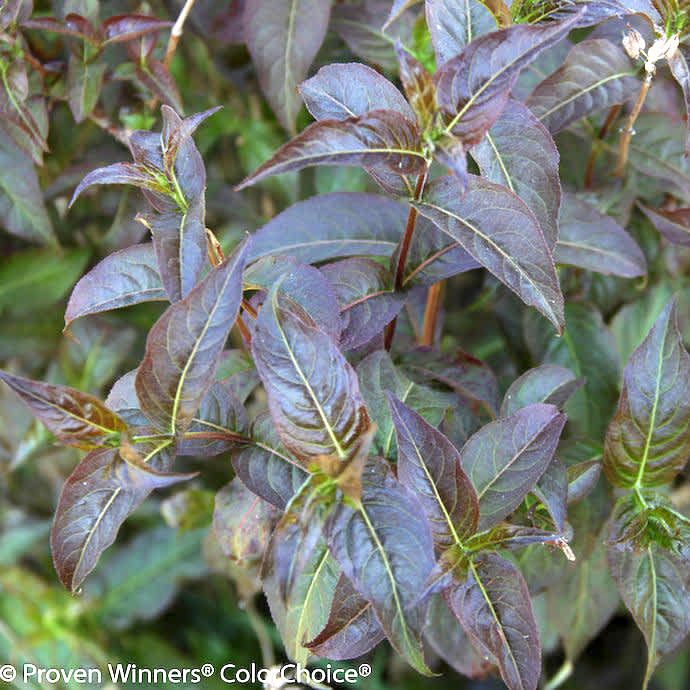 #3 Diervilla rivularis PW Kodiak &#39;Black&#39;/Bush Honeysuckle Native (TN)