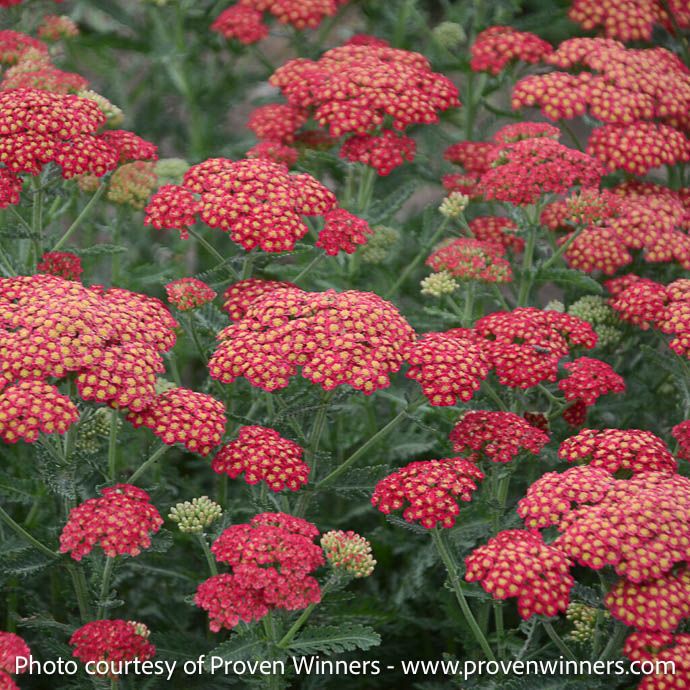#1 Achillea x PW Firefly Red Pop/ Yarrow