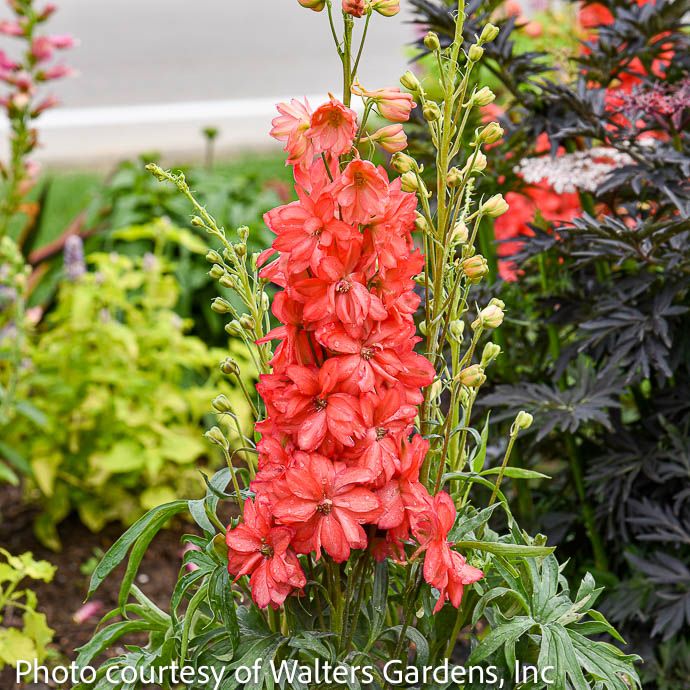 #2 Delphinium Red Lark/ Larkspur