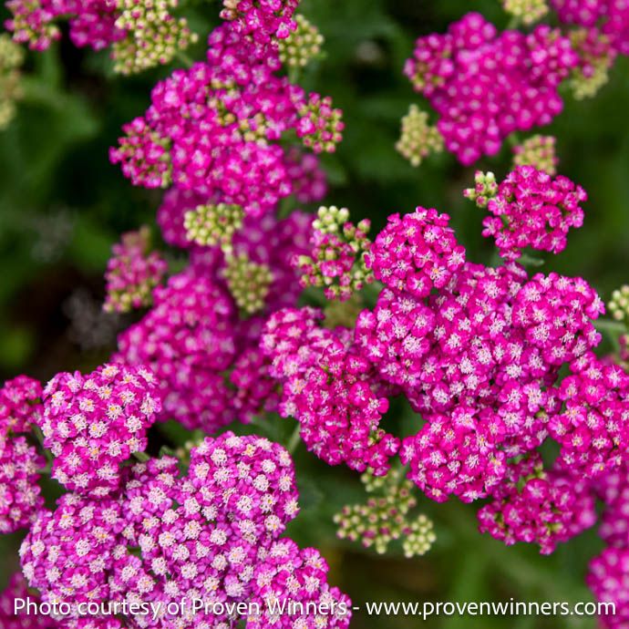 #1 Achillea x PW Firefly Fuchsia/ Yarrow
