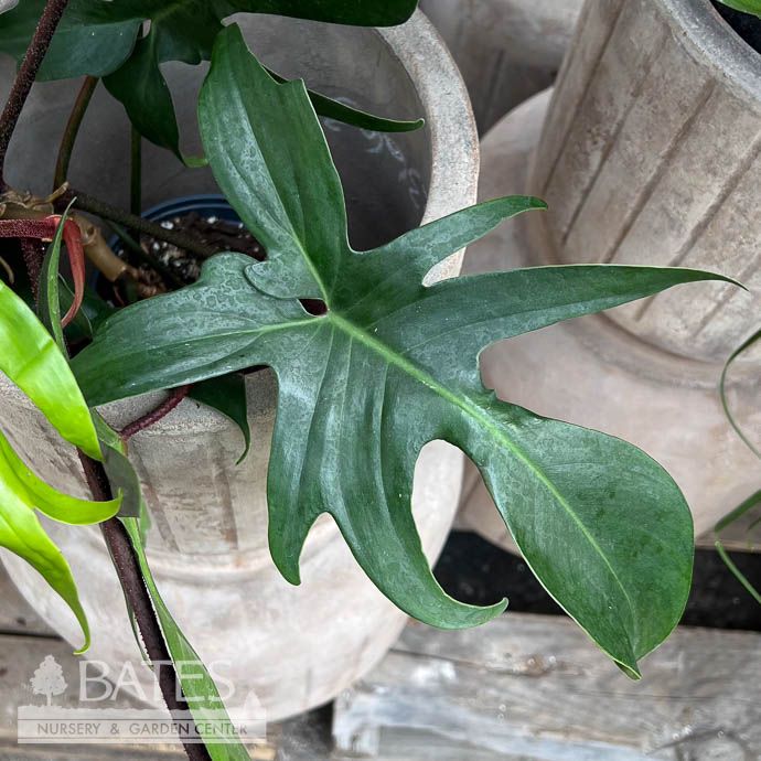 5P Philodendron Florida Beauty Green /Tropical
