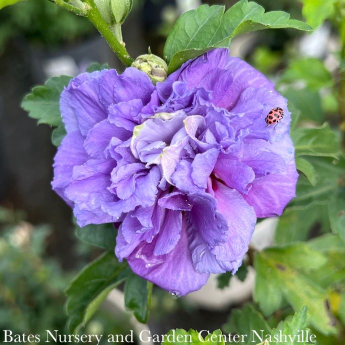 #3 Hibiscus syr Blueberry Smoothie/ Rose of Sharon/ Althea