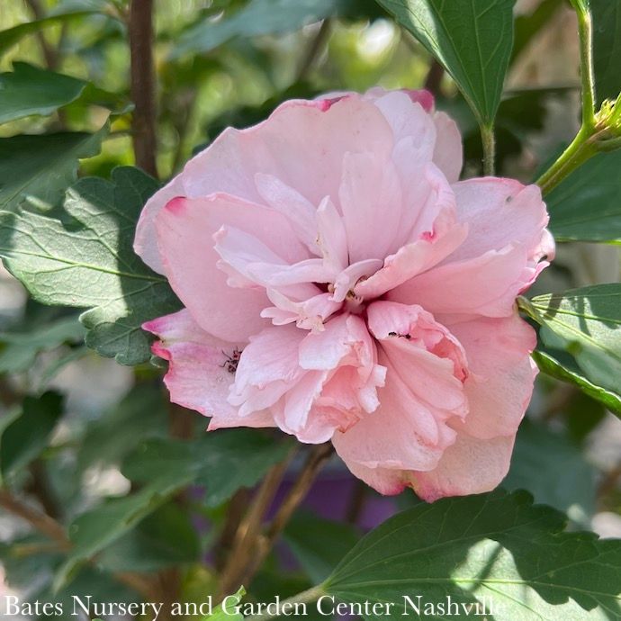 #3 Hibiscus syr Peppermint Smoothie/ Pink Rose of Sharon/ Althea
