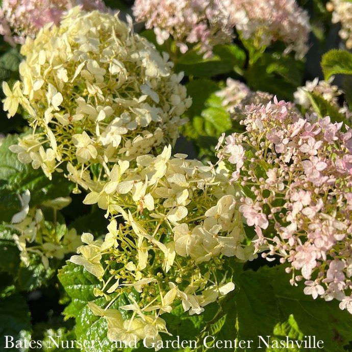 #3 Hydrangea arb PW Invincibelle Wee White/ Dwarf Smooth White Native (TN)