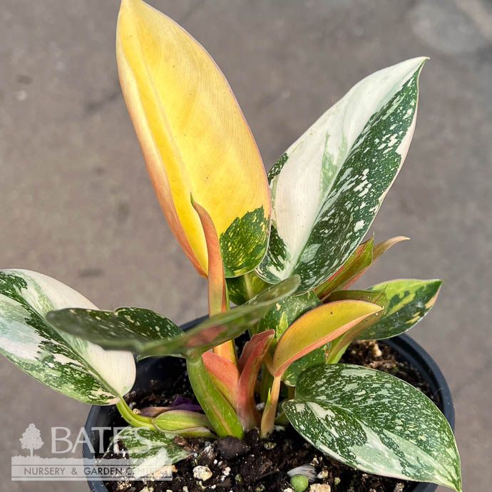 5.5p!6p! Philodendron Green Congo Variegated /Tropical  (Rare)