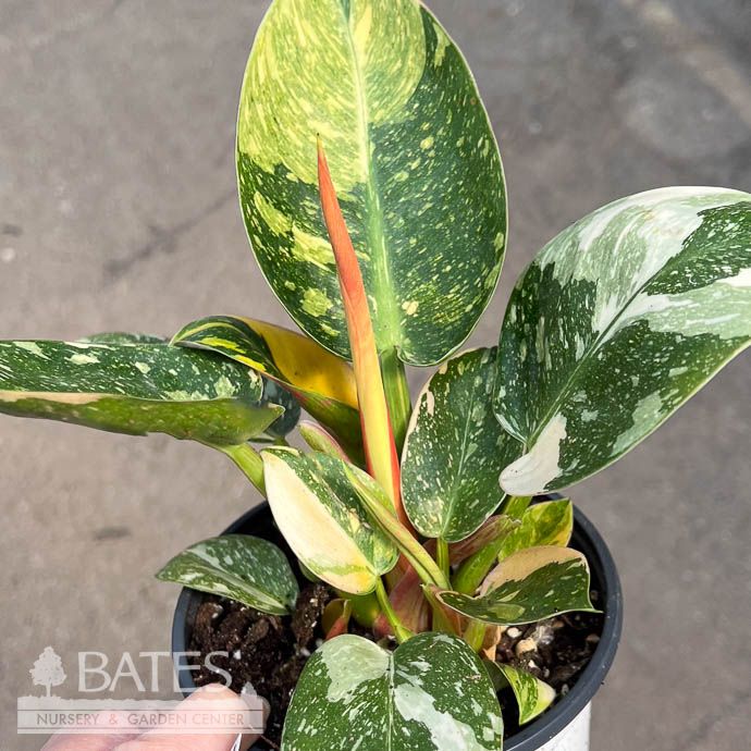 5.5p!6p! Philodendron Green Congo Variegated /Tropical  (Rare)
