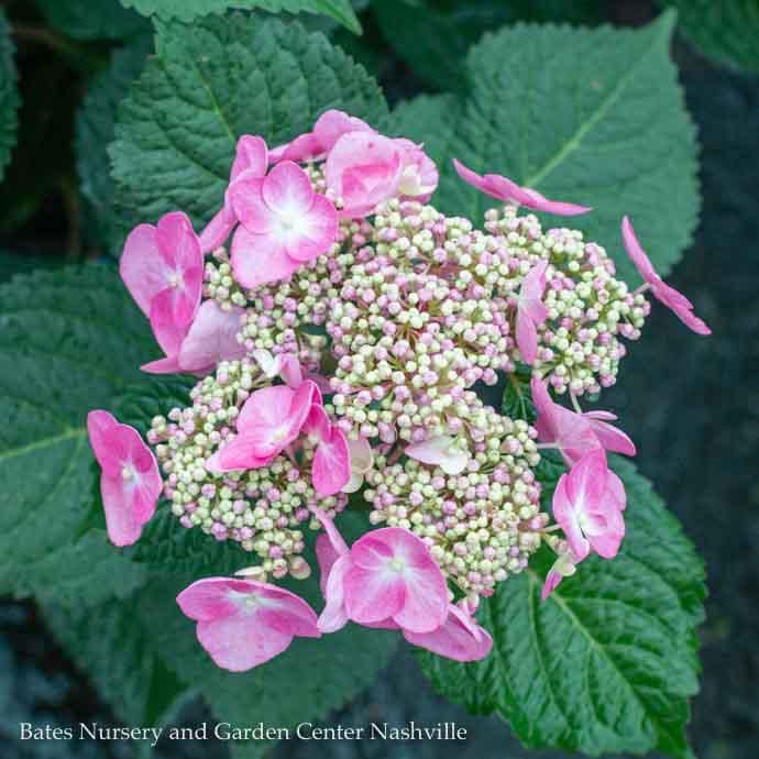 #1 Hydrangea mac Endless Summer &#39;Twist-n-Shout&#39;/ Bigleaf/ Lacecap Repeat Pink or Blue