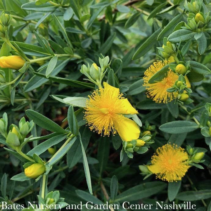 #3 Hypericum x Blue Velvet/ St. John&#39;s Wort