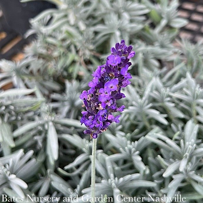 #1 Lavandula ang Hidcote BLUE/ English Lavender - No Warranty