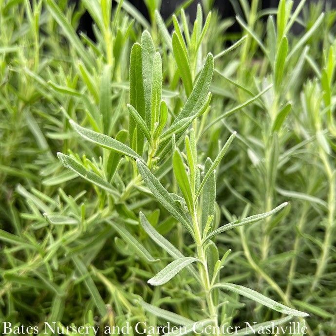 #1 Lavandula ang Hidcote BLUE/ English Lavender - No Warranty