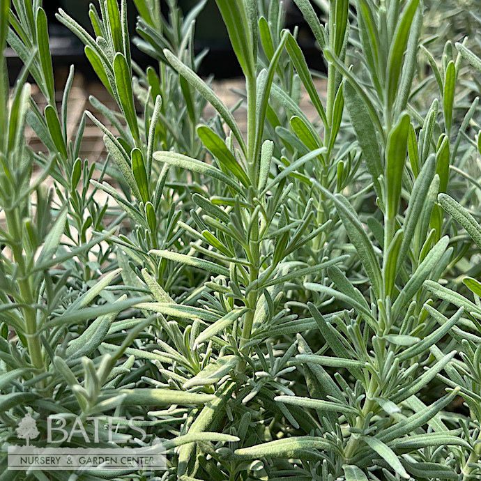 #1 Lavandula ang Munstead/ Compact Lavender - No Warranty