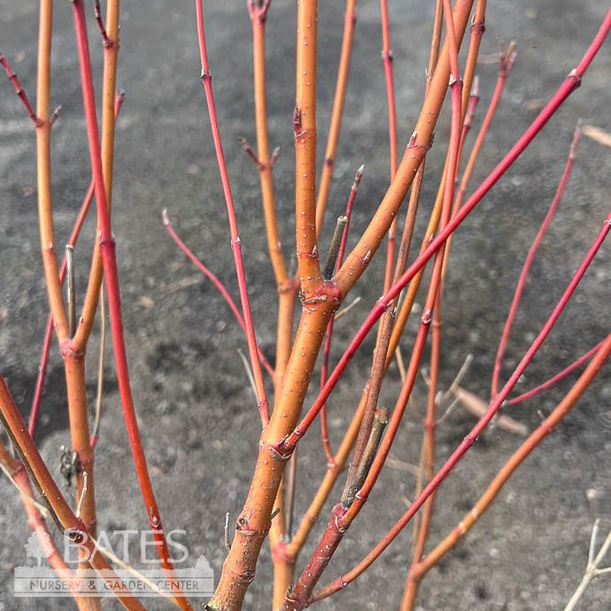 #7 Cornus hessei Garden Glow/ Dwarf Chartreuse Dogwood