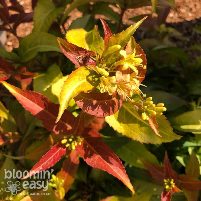 #2 Diervilla sessilifolia Firefly/ Bush Honeysuckle Native (TN)