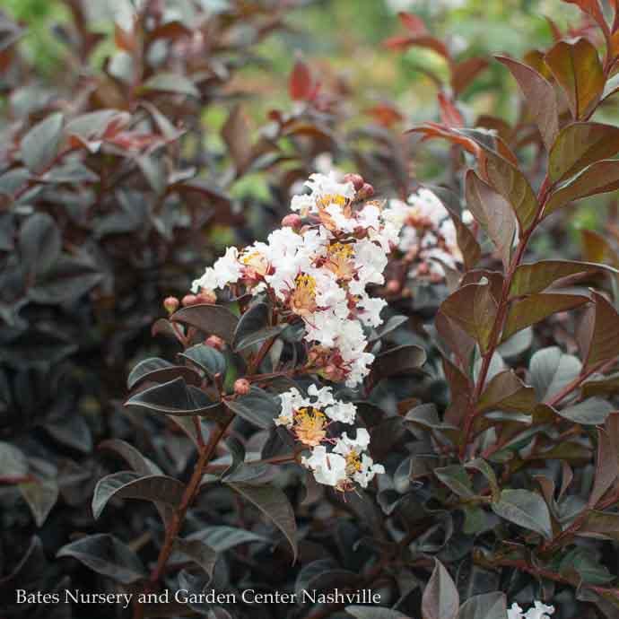 #3 Lagerstroemia x Thunderstruck &#39;White Flash&#39;/ Dark Leaves Crape Myrtle