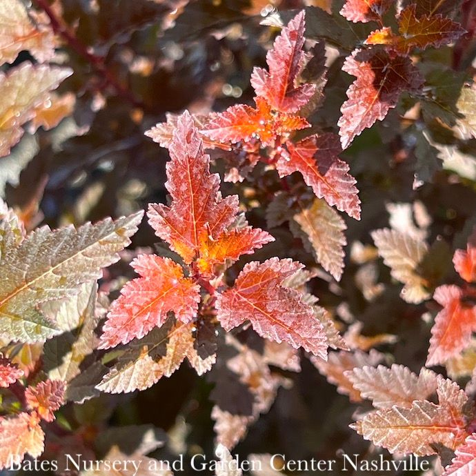 #3 Physocarpus opul Gumdrop &#39;Burgundy Candy&#39;/ Ninebark Native (TN)