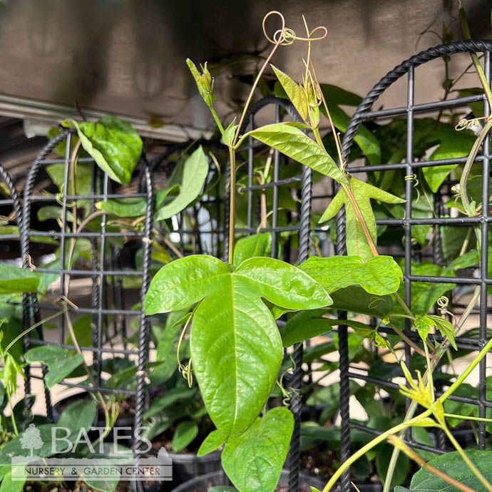 #1 Passiflora caerulea/ Passion Flower Vine