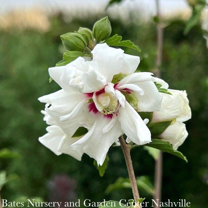 #2 Hibiscus syr Double White/ Rose of Sharon/ Althea