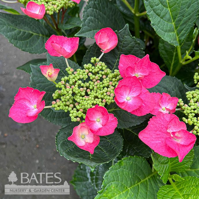 #3 Hydrangea mac Cherry Explosion/ Bigleaf/ Lacecap Deep Pink