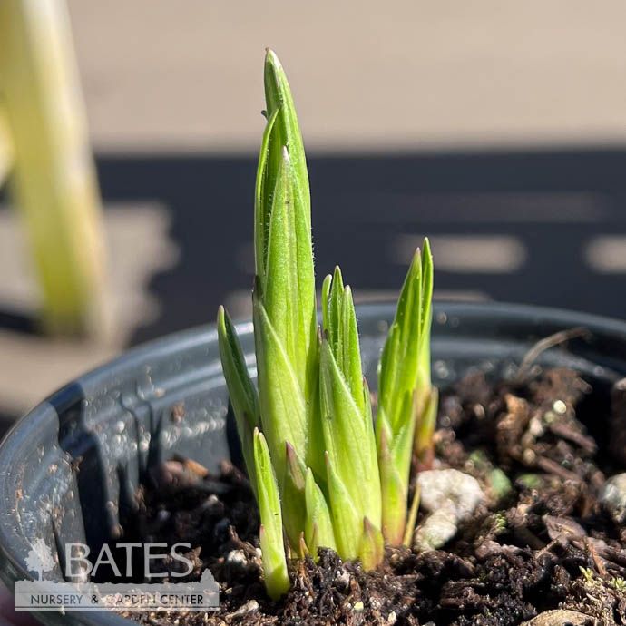 4p Liatris cylindracea/ Dwarf Blazing Star Native (TN)