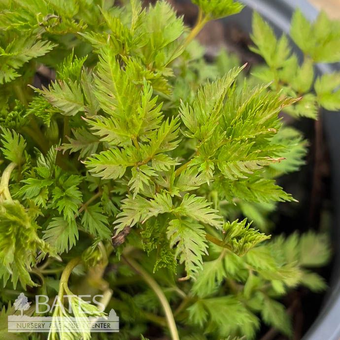 #1 Aruncus aethusifolius Noble Spirits/ Goats Beard