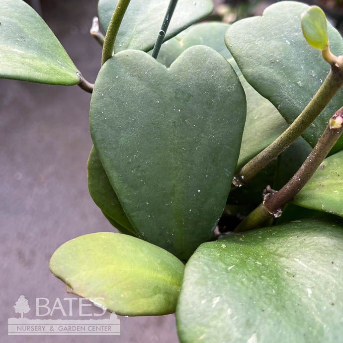6hb! Hoya Kerrii Trailing Heart-shape Hanging Basket /Tropical