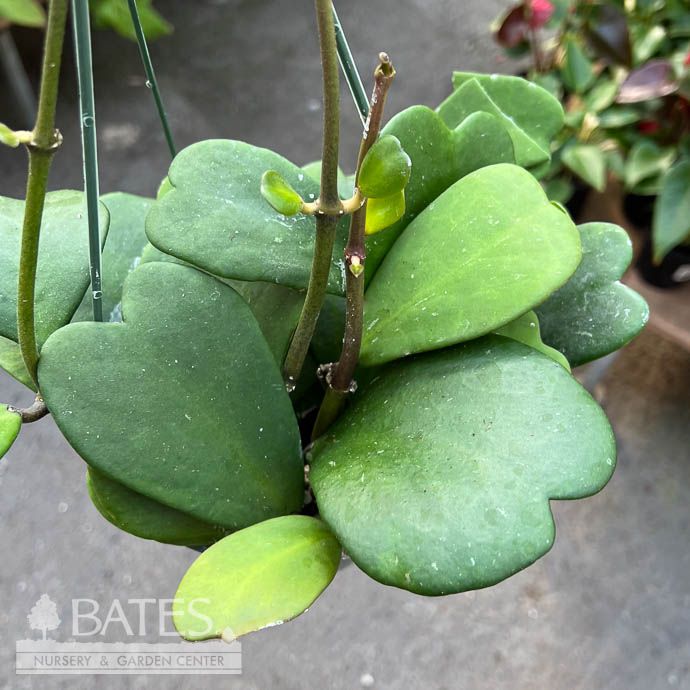 6hb! Hoya Kerrii Trailing Heart-shape Hanging Basket /Tropical