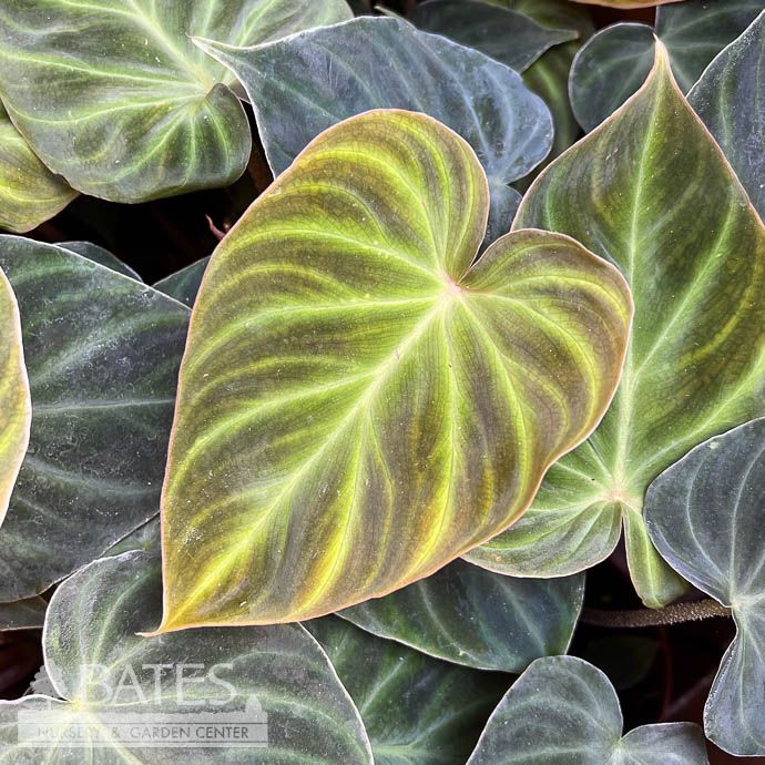 4p! Philodendron Verrucosum /Tropical