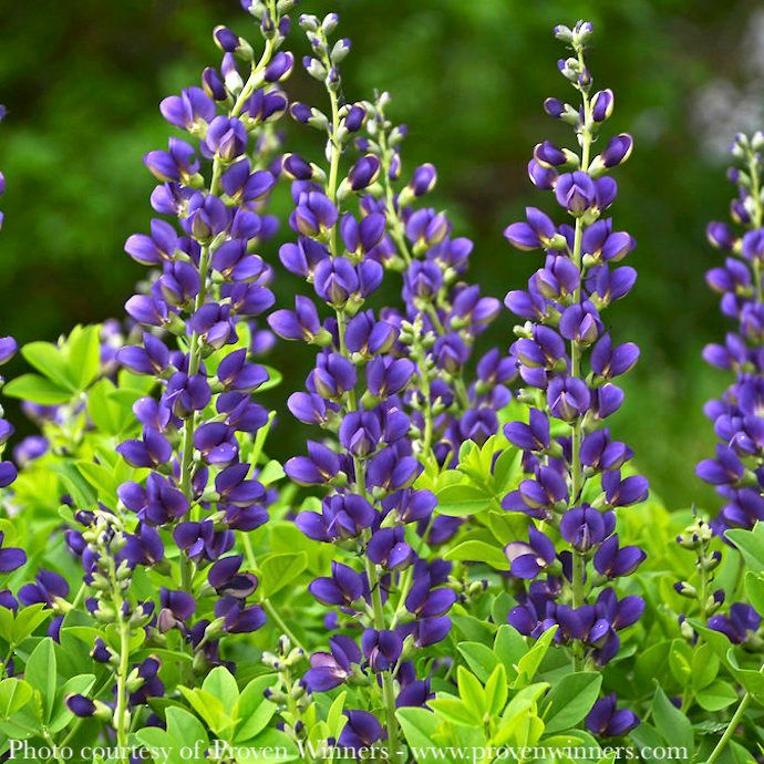 #1 Baptisia x PW Decadence &#39;Sparkling Sapphires&#39;/ Purple False Indigo