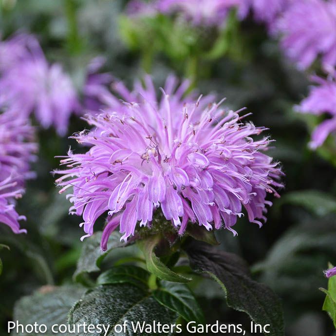 QP Monarda x Sugar Buzz &#39;Blue Moon&#39;/ Beebalm