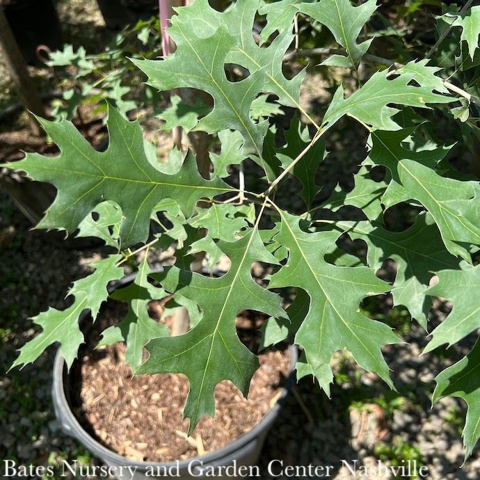 #15 Quercus rubra/ Northern Red Oak Native (TN)