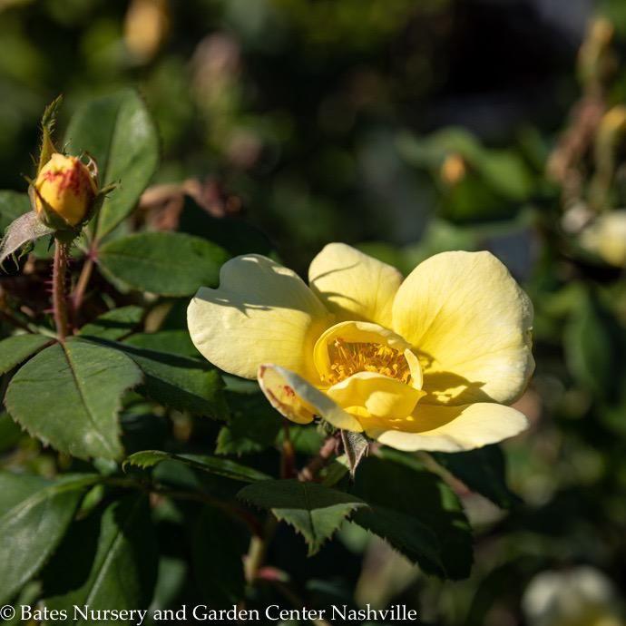 #3 Rosa SUNNY Knock Out/ Yellow Shrub Rose - No Warranty