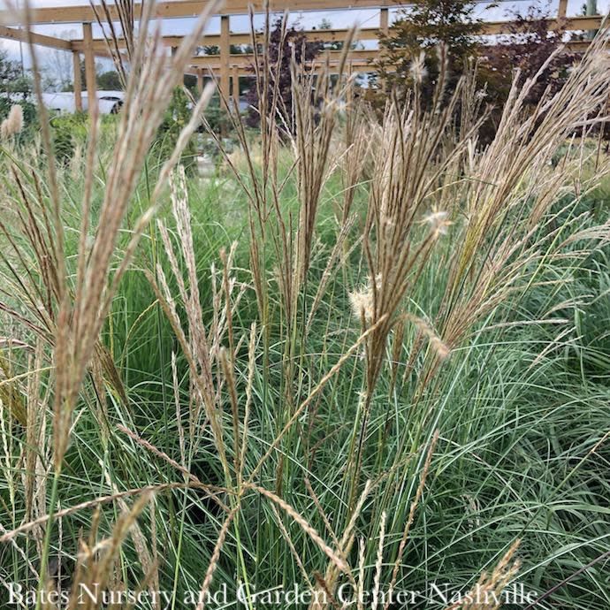 #1 Grass Miscanthus sine Adagio/ Dwarf Maiden