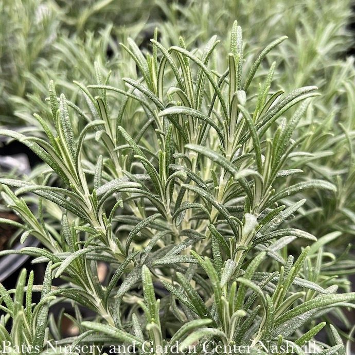 #2 Rosmarinus Hill Hardy/ Rosemary - No Warranty