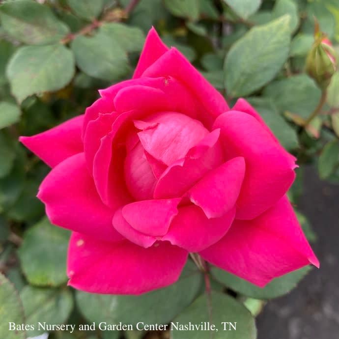 Topiary Patio Tree #3 Rosa Pink DOUBLE Knock Out/ Rose - No Warranty