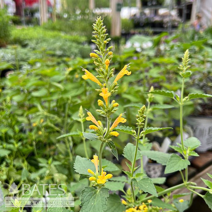 #1 Agastache x Kudos Yellow/ Hummingbird Mint