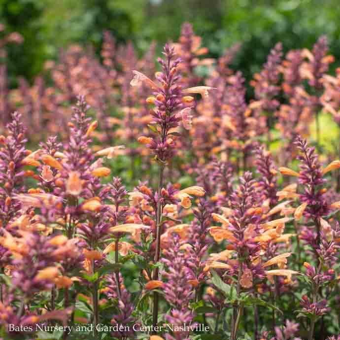 QP Agastache x PW Kudos Mango Tango/ Hummingbird Mint