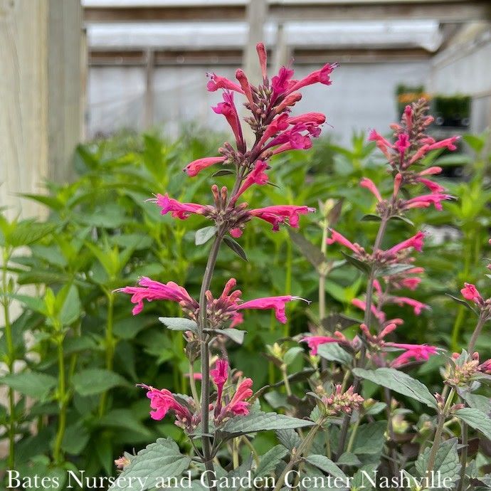 QP Agastache x Morello/ Hummingbird Mint