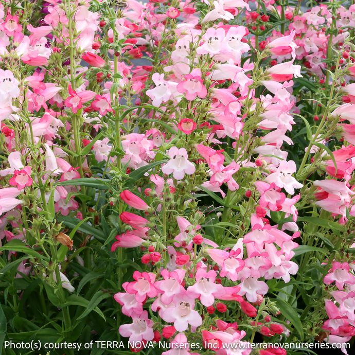 #1 Penstemon x Flock Of Flamingos/ Pink, White