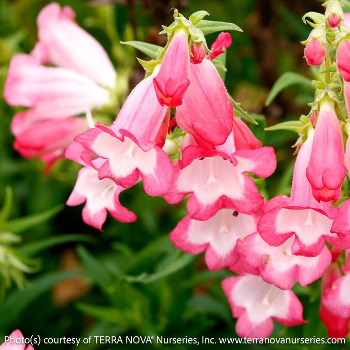 #1 Penstemon x Flock Of Flamingos/ Pink, White
