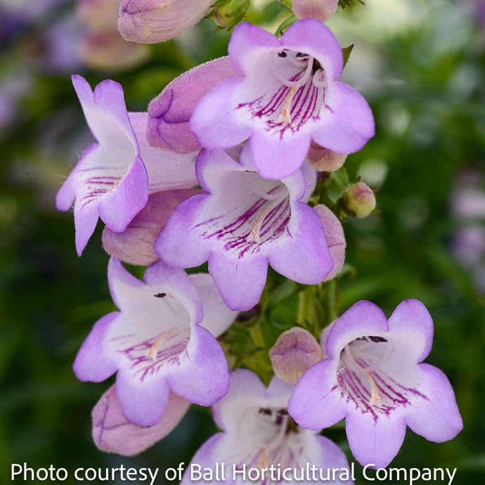 #1 Penstemon x Quartz &#39;Amethyst&#39;/ Purple Beardtongue