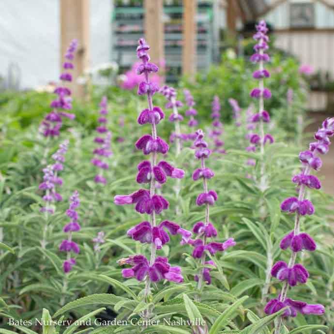 Tropical #3 Salvia leuc Santa Barbara/ Purple Mexican Bush Sage - No Warranty