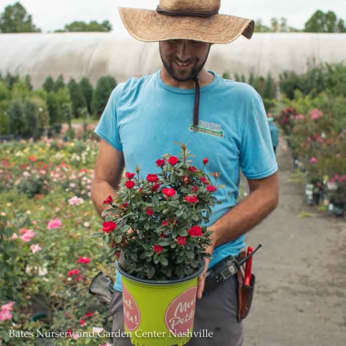 #1 Rosa Petite Knock Out/ Red Miniature Shrub Rose - No Warranty