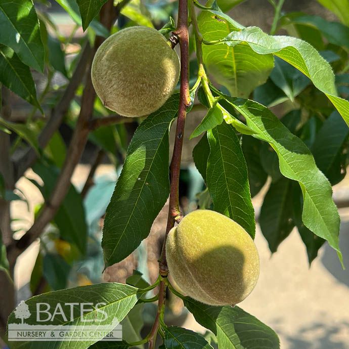 Edible #5 Prunus Reliance/ Semi-dwarf Peach