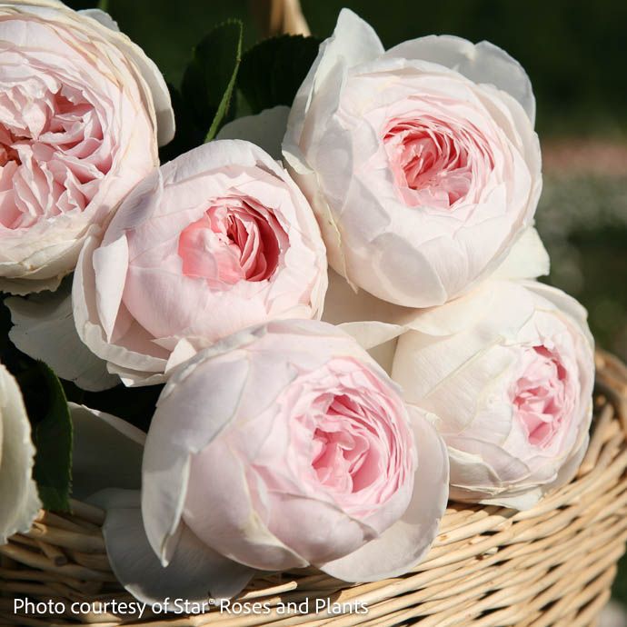 #3 Rosa Parfuma &#39;Earth Angel&#39;/ Pink Floribunda Rose - No Warranty