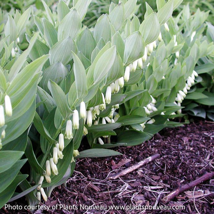 #1 Polygonatum x Prince Charming/ Compact Solomon&#39;s Seal
