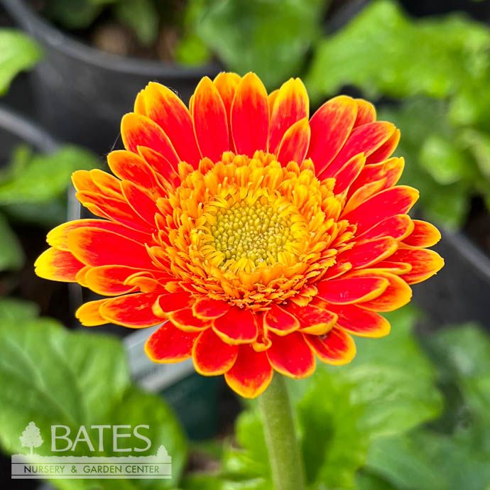 #2 Garvinea Sweet Blaze/ Yellow, Red Gerbera Daisy - No Warranty