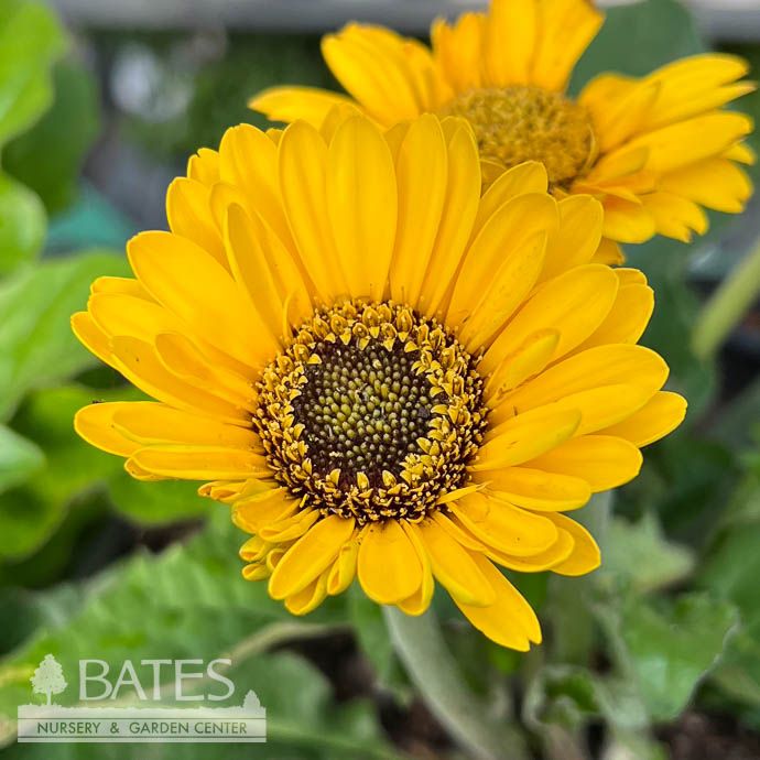#2 Garvinea Sweet Vibe/ Yellow Gerbera Daisy - No Warranty