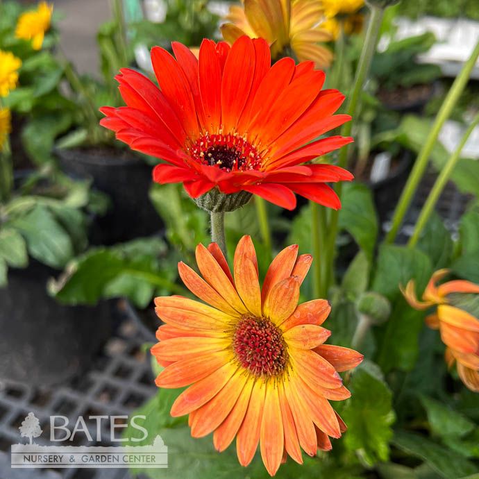 #1 Garvinea Sweet Sunset/ Orange, Yellow Gerbera Daisy - No Warranty