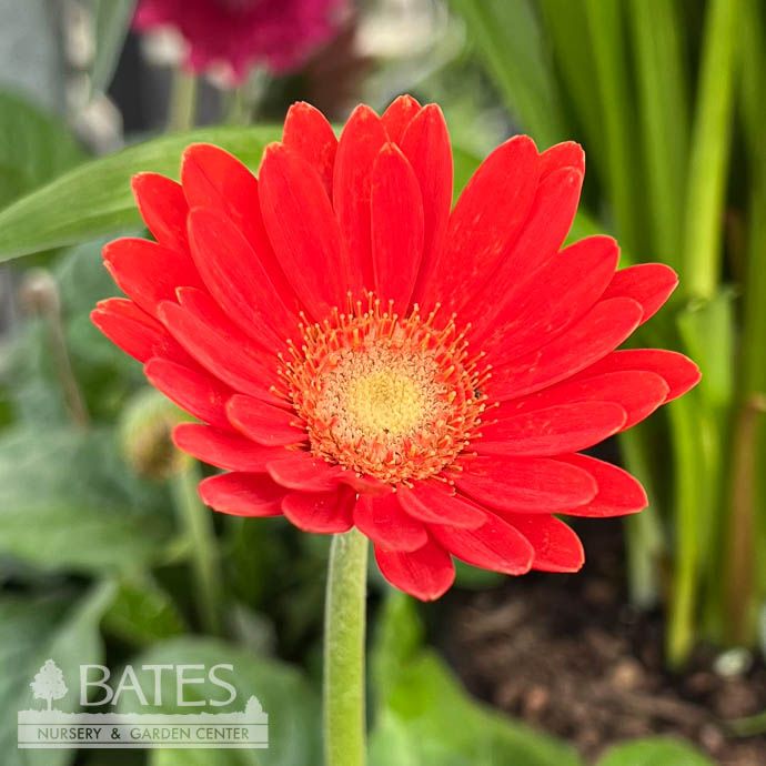 #1 Garvinea Sweet Glow/ Yellow, Red Gerbera Daisy - No Warranty