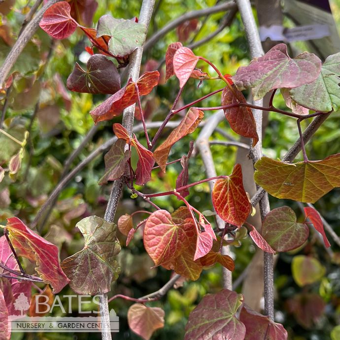 #10 Cercis can Purple Rain/ Weeping Purple Foliage Redbud Native (TN)